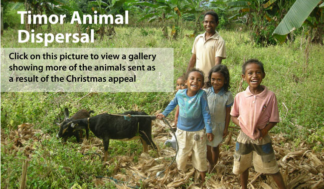 animals