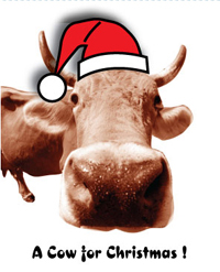 cow card